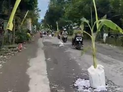 Jalan Rusak di Blitar Ditanami Pohon Pisang Jadi Tontonan Pemudik