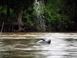 Gawat, Populasi Pesut Mahakam Tinggal 62 Ekor