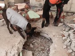 Walet K9 Polri yang Ikut Temukan 3 Korban Tewas Gempa Myanmar