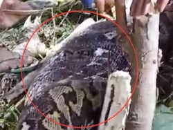 Detik-detik Warga Belah Perut Ular Piton 6 Meter yang Telan Wanita di Sidrap