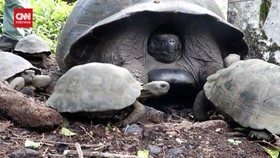 VIDEO: Melihat Ratusan Kura-kura Langka Dilepas di Pulau Galapagos