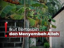 Fakta Peristiwa Tumbuhan Tak Bergerak saat Salat Ied, Apa Kata Al Quran?