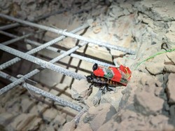Singapura Kerahkan Kecoak Cyborg Cari Korban Reruntuhan Gempa di Myanmar