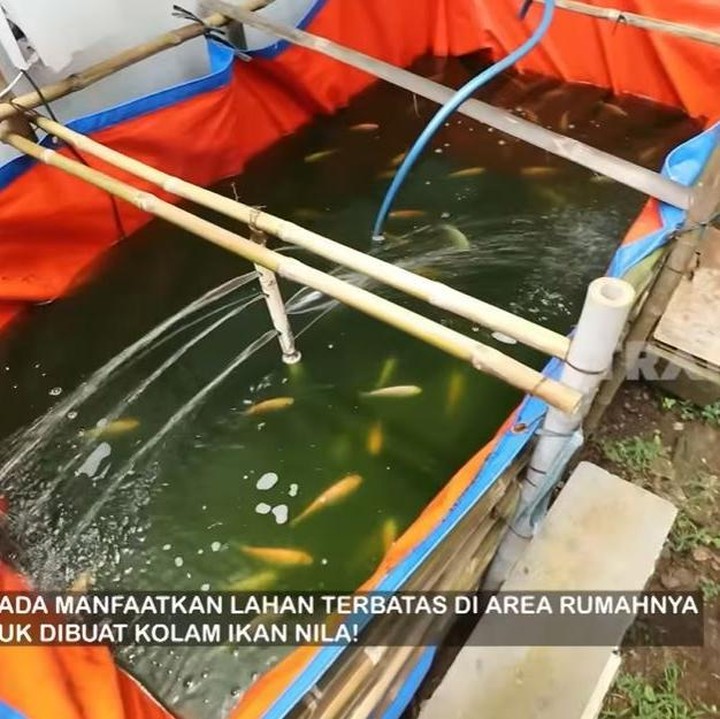 <p>Sementara itu, Denada juga memiliki lahan kosong yang cukup luas di pekarangan rumahnya. Ia pun memanfaatkan sebagiannya untuk kolam ikan nila dan berbagai jenis pohon buah. (Foto: YouTube TRANS7 OFFICIAL)</p>