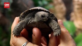 VIDEO: Momen Bersejarah Telur Kura-kura Galapagos Langka Menetas
