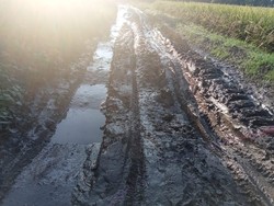 Petani Indramayu Keluhkan Biaya Panen Padi Mahal gegara Jalan Rusak