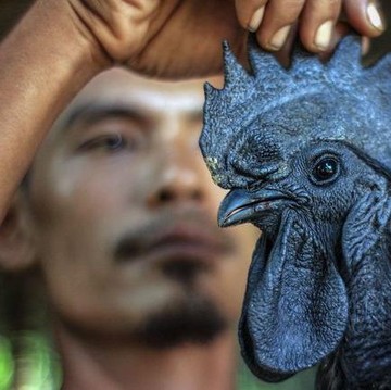 Ada Ayam Cemani Asli Indonesia, Ini 8 Fakta Unik tentang Makanan Termahal di Dunia