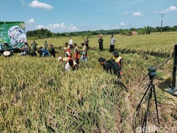 Bupati Purwakarta Ngarit Padi Bareng Warga di Campaka