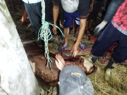 Dramatis! 80 Menit Damkar Evakuasi Sapi Tercebur Sumur di Sleman