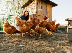 Pemerintah Bagi-bagi Ayam Gratis, Solusi Unik Perangi Limbah Makanan!