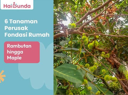 6 Tanaman Perusak Fondasi Rumah, Rambutan hingga Maple