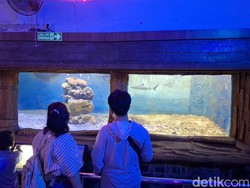 KBS Tambah Koleksi Hiu Sirip Hitam, Jadi Magnet Baru Wisatawan