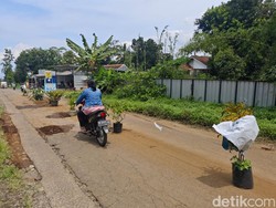 Warga Pasang Pot di Jalur Wisata Baturraden Protes Jalan Rusak Menahun