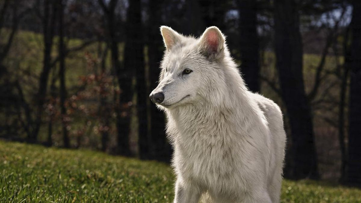 Ilmuwan 'Bangkitkan' Serigala Dire Wolf yang Punah Ribuan Tahun Lalu