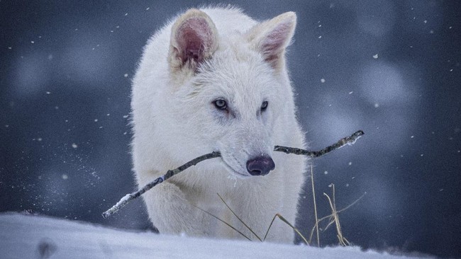 Sejumlah pakar mengatakan klaim menghasilkan Dire Wolf dari rekayasa genetik tak 100 persen benar sebab yang diciptakan adalah hibrida.