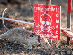 Kenalan dengan Ronin, Tikus Pengendus Ranjau Darat