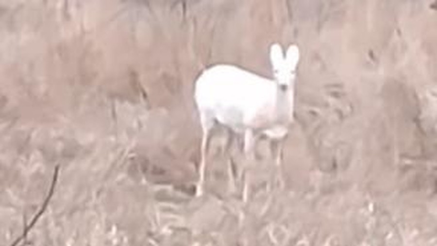 Rusa putih yang langka terlihat di Iowa, Amerika Serikat Rusa putih yang langka terlihat di Iowa, Amerika Serikat