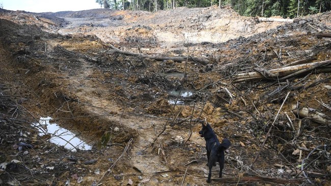 3 Penambang Emas Ilegal Tewas Terpapar Sianida di Gunung Botak Maluku Tiga orang penambang emas ilegal dilaporkan tewas saat berada di lubang tanah sedalam delapan meter di Tambang Emas Gunung Botak, Pulau Buru, Maluku.