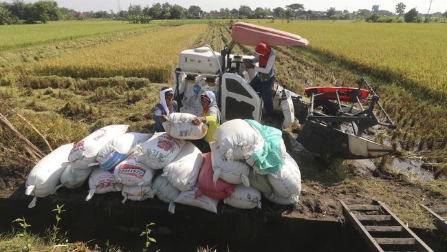 Pekerja menata karung berisi gabah saat panen padi menggunakan mesin di area persawahan Desa Gampengrejo, Kabupaten Kediri, Jawa Timur, Rabu (9/4/2025). Badan Pusat Statistik (BPS) mencatat luas panen pada Februari 2025 sebesar 0,76 juta hektare deng