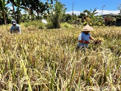 Cadangan Beras Banyuwangi Tahun Ini Capai 800.000 Ton