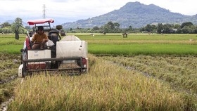 Siasat Prabowo Salurkan Bansos Beras yang Tak Rugikan Petani