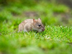 7 Cara Membasmi Tikus Sawah Paling Ampuh agar Tidak Datang Lagi