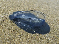 Ribuan Gumpalan Biru Aneh Terdampar di Pantai California, Apa Itu?