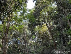 Hutan Pendidikan Universitas Mulawarman: Profil dan Perannya dalam Konservasi