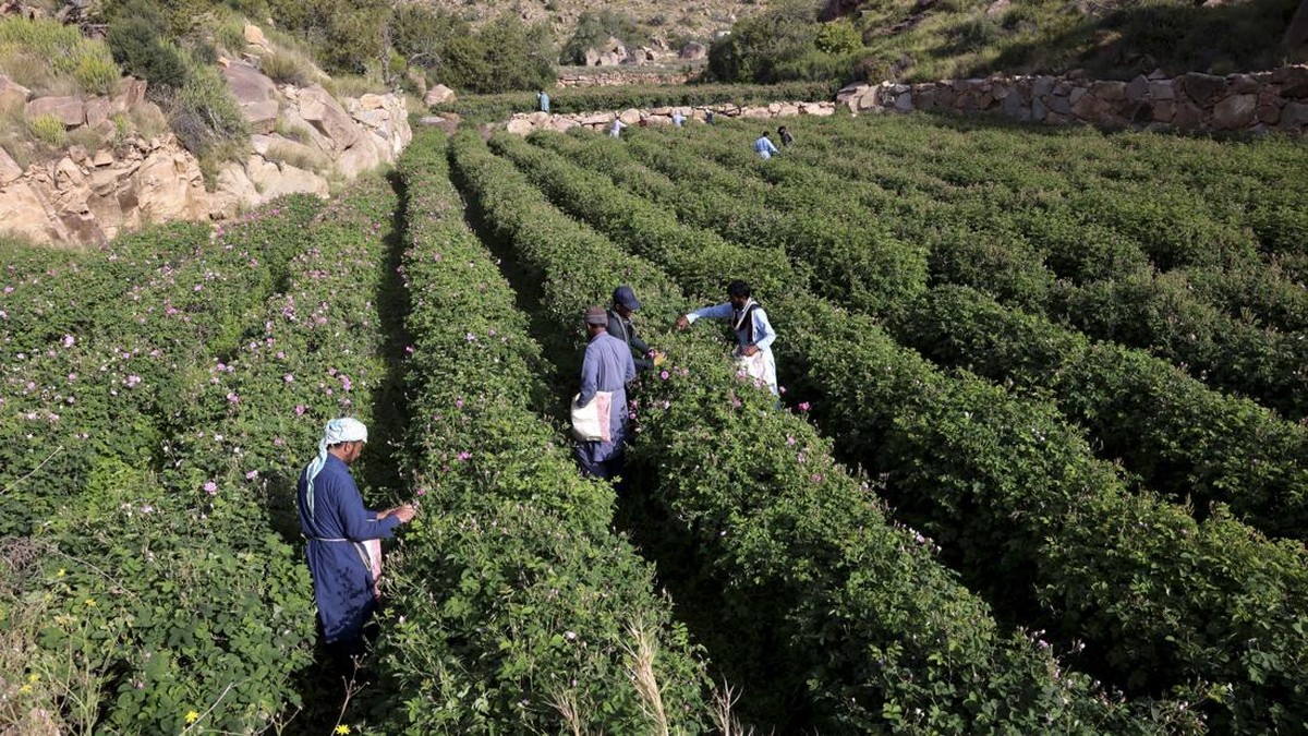 FOTO: Kota Mawar yang Harum dan Menawan di Arab Saudi