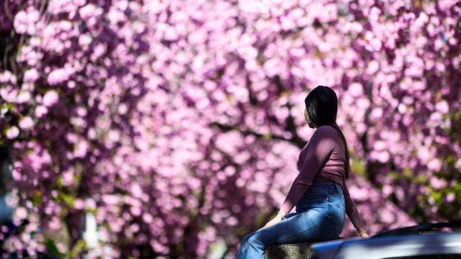 Biaya piknik hanami di Jepang naik 25 persen sejak 2020. Inflasi global dan yen lemah bikin tradisi sakura makin mahal.