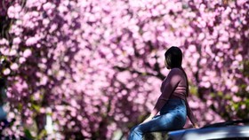 Hanami Jepang Kian Mahal, Piknik Sakura Ikut Terdampak Inflasi