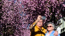 FOTO: Menikmati Keindahan Bunga Sakura Mekar di Jerman