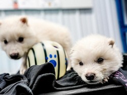 Bikin Dunia Tercengang, Ini 11 Penemuan Aneh di Tahun 2025