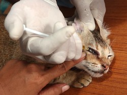 Vaksin Rabies Gratis Bantu Ringankan Biaya Perawatan Hewan di Pangandaran