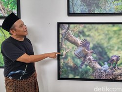 Riangnya Burung di Alam Bebas dalam Bidikan Lensa Komedian Anang Batas