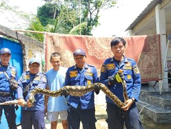 Ular Sanca 4 Meter Mangsa Ayam Ternak di Bogor, Damkar Turun Tangan