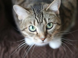 Dua Penelitian Terbaru soal Asal Usul Kucing Domestik Mengarah ke Tunisia