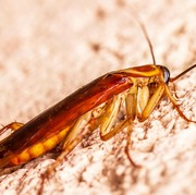 6 Alasan Jangan Pernah Membunuh Kecoak hingga Hancur di Rumah, Wajib Tahu!