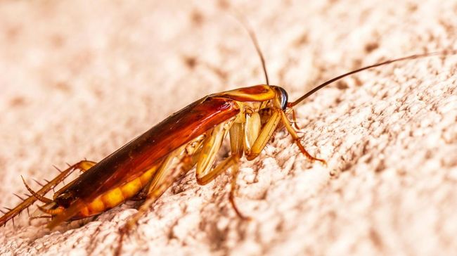 6つの理由は、自宅で台無しになるまでゴキブリを殺すことはありません、知っておく必要があります！