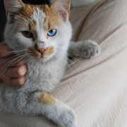 4 Trik Agar Binatang Peliharaan Bisa Menyukai Orang Baru seperti Pasanganmu, Mudah kok!