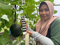 Calon Doktor UB Temukan Melon Hitam