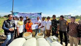Momen Panen Raya, Bulog Optimalkan Penyerapan Gabah dan Beras