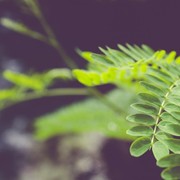 6 Kelompok Orang yang Tidak Boleh Mengonsumsi Daun Kelor dan Alasannya