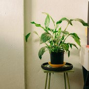 Ini 13 Tanaman Hias Viral yang Tidak Boleh Ditanam di Depan Rumah, Kenapa?