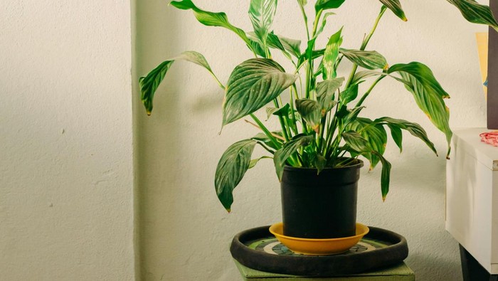 Ini 13 Tanaman Hias Viral yang Tidak Boleh Ditanam di Depan Rumah, Kenapa?