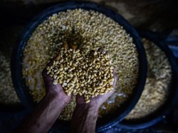 AS Kehilangan Pasar Kedelai China, Tarif Impor Bikin Petani Terhimpit Krisis!