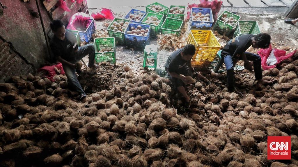 Mendag Kukuh Tak Akan Setop Ekspor Kelapa Jelang Ramadan dan Lebaran