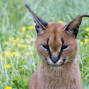 Kenalan dengan Kucing Caracal, Si 