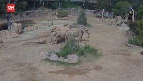 VIDEO: Momen Gajah Dewasa Lindungi si Kecil Saat Gempa di San Diego