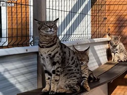 Warga Spanyol Breeding dan Jual Kucing Langka, Langsung Ditangkap Polisi